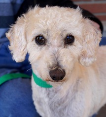 Poodle (Standard) Dogs for adoption in Carrollton, TX, USA