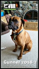 Medium Photo #1 Boxer Puppy For Sale in Woodinville, WA, USA