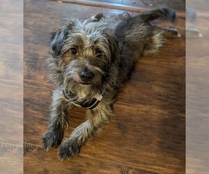 Cairn Terrier-Unknown Mix Dogs for adoption in Clarkston, MI, USA