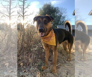 Shepradors Dogs for adoption in Dana Point, CA, USA