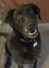 Labrador Retriever Dogs for adoption in Burlington, WA, USA