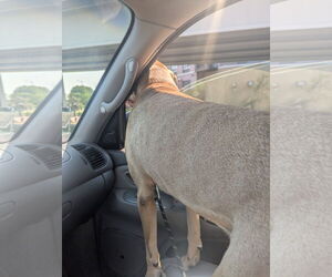 Labrador Retriever-Unknown Mix Dogs for adoption in Minneapolis, MN, USA