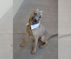 American Pit Bull Terrier-Unknown Mix Dogs for adoption in McKinney, TX, USA