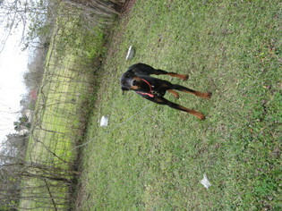 Doberman Pinscher Dogs for adoption in Pearland, TX, USA