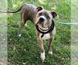 Small American Pit Bull Terrier-Rhodesian Ridgeback Mix