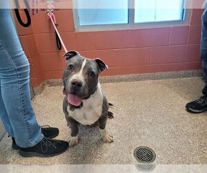 American Pit Bull Terrier Dogs for adoption in Pueblo, CO, USA