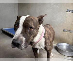 American Pit Bull Terrier Dogs for adoption in San Bernardino, CA, USA
