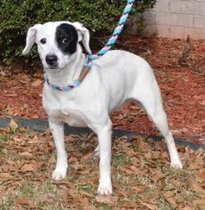 Dalmatian Dogs for adoption in Little Rock, AR, USA