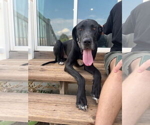 Great Dane Dogs for adoption in MIDWAY, UT, USA