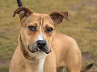 Black Mouth Cur Dogs for adoption in Maumee, OH, USA