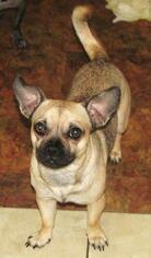 Pembroke Welsh Corgi-Pug Mix Dogs for adoption in Venus, TX, USA