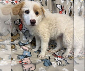 German Shepherd Dog-Great Pyrenees Mix Dogs for adoption in Foristell, MO, USA