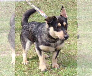 German Shepherd Dog-Pembroke Welsh Corgi Mix Dogs for adoption in Prattville, AL, USA