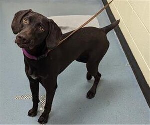 German Shorthaired Pointer Dogs for adoption in Denver, CO, USA