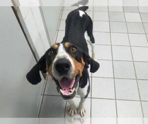 Treeing Walker Coonhound Dogs for adoption in Canfield, OH, USA