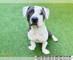 American Pit Bull Terrier Dogs for adoption in West Palm Beach, FL, USA