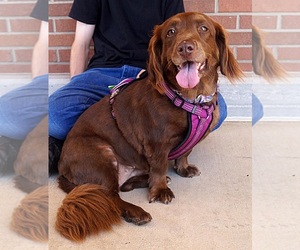 Dachshund Dogs for adoption in Carrollton, TX, USA