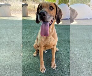 Labrador Retriever Dogs for adoption in Apple Valley, CA, USA