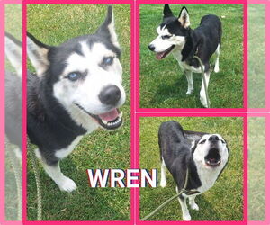 Huskies -Unknown Mix Dogs for adoption in Pierceton , IN, USA