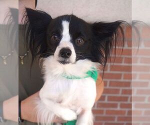 Papillon Dogs for adoption in Carrollton, TX, USA