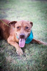 Small Labrador Retriever-Plott Hound Mix