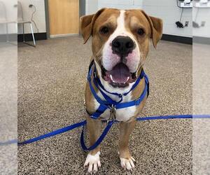 Mutt Dogs for adoption in Boston, MA, USA