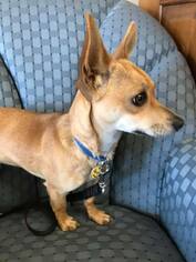 Chiweenie Dogs for adoption in South Amana, IA, USA