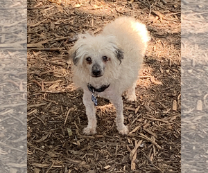 Poodle (Miniature) Dogs for adoption in Boerne, TX, USA