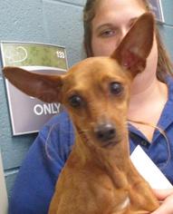 Miniature Pinscher Dogs for adoption in Johnson City, TN, USA