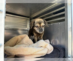 Pug-Unknown Mix Dogs for adoption in Rancho Cucamonga, CA, USA
