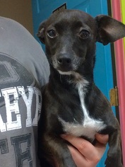 Chiweenie Dogs for adoption in West Columbia, SC, USA