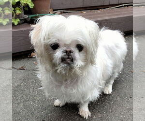 Shih Tzu-Unknown Mix Dogs for adoption in Chico, CA, USA
