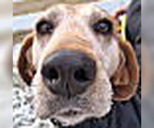 Redbone Coonhound Dogs for adoption in Monterey, VA, USA