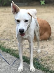 Shepradors Dogs for adoption in Issaquah, WA, USA