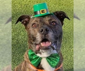 Mutt Dogs for adoption in Canton, CT, USA
