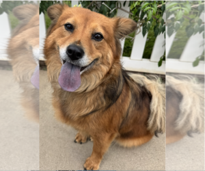 Australian Shepherd-Unknown Mix Dogs for adoption in Newport Beach, CA, USA