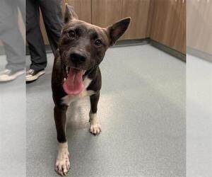 Siberian Husky-Staffordshire Bull Terrier Mix Dogs for adoption in Baytown, TX, USA