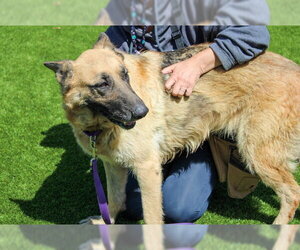 German Shepherd Dog-Unknown Mix Dogs for adoption in Martinez, CA, USA