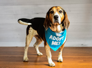 Beagle Dogs for adoption in Pacific Grove, CA, USA
