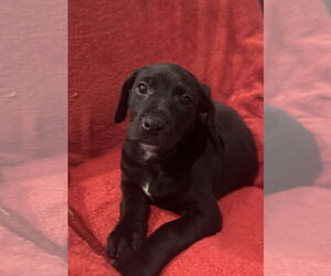 Doberman Pinscher-Miniature Schnauzer Mix Dogs for adoption in Pottstown, PA, USA