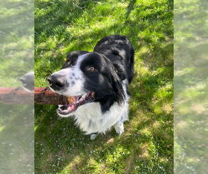 Border Collie-Great Pyrenees Mix Dogs for adoption in Ogden, UT, USA