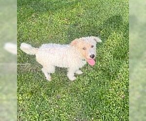 Unknown-Wheaten Terrier Mix Dogs for adoption in Monticello, MS, USA