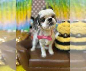 Shih Tzu Dogs for adoption in Tempe , AZ, USA
