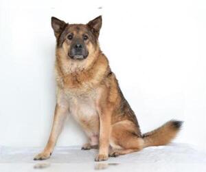 Akita-German Shepherd Dog Mix Dogs for adoption in Oroville, CA, USA