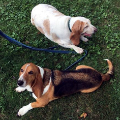 Medium Photo #2 Basset Hound Puppy For Sale in Cologne, NJ, USA