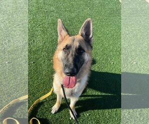 German Shepherd Dog Dogs for adoption in phoenix, AZ, USA