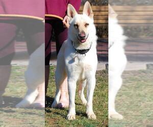 German Shepherd Dog Dogs for adoption in Chesapeake City, MD, USA