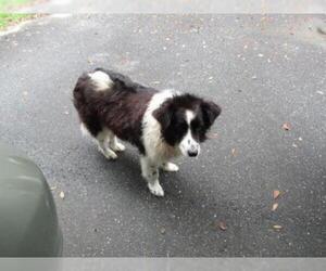 Border Collie Dogs for adoption in Tallahassee, FL, USA