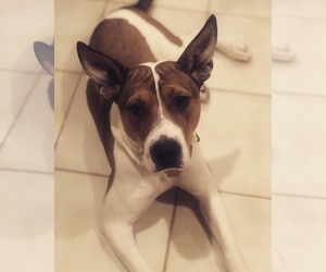 Boxer-Pembroke Welsh Corgi Mix Dogs for adoption in Jarrettsville, MD, USA