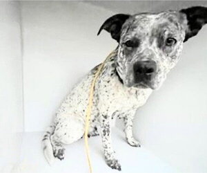 Pointer-Unknown Mix Dogs for adoption in Houston, TX, USA